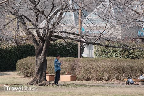 大橫木是什麼